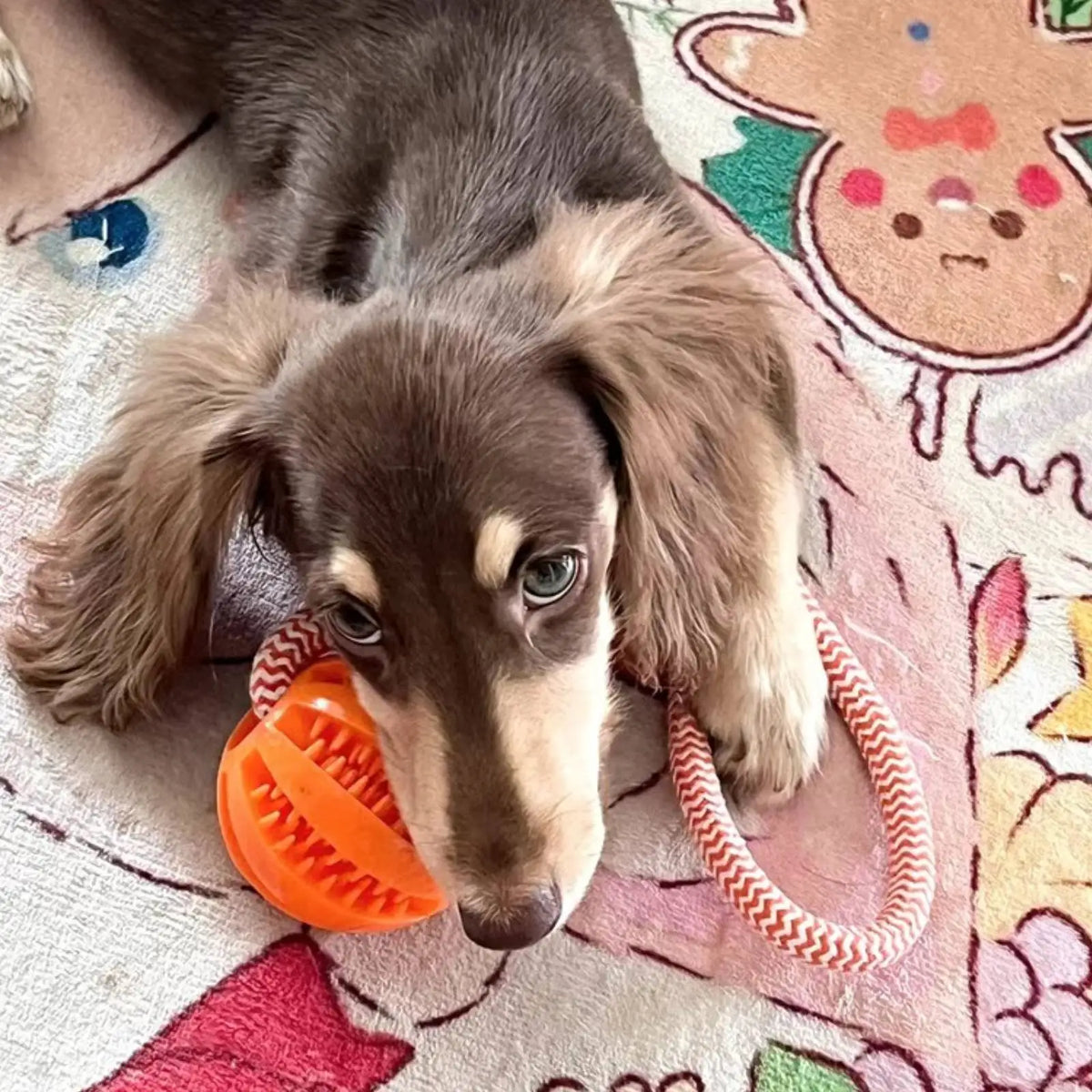 🐶 Bola Interativa Petnoma – Brinquedo de Corda Resistente para Cães